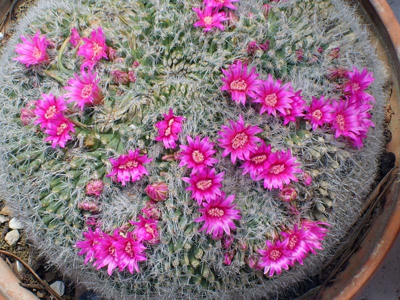 Mammillaria hahniana 