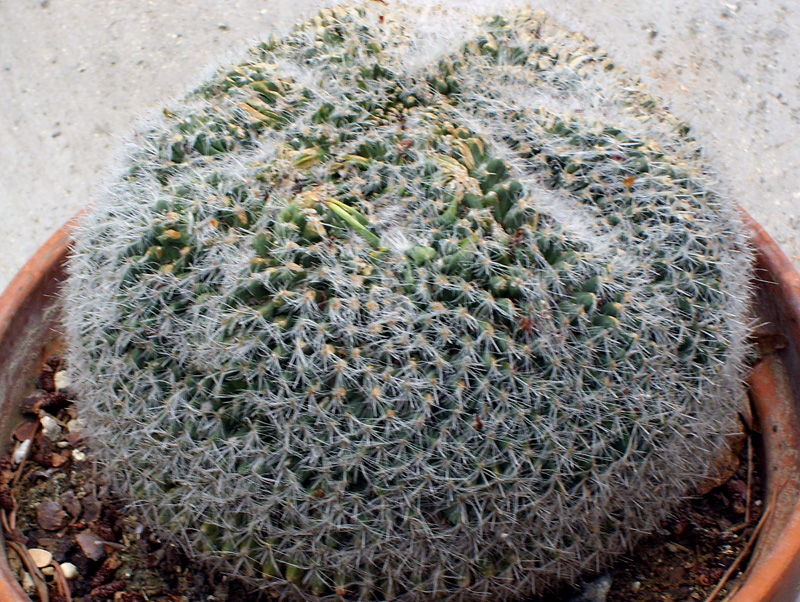 Mammillaria hahniana 