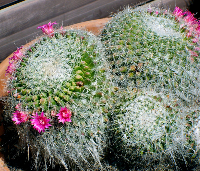 Mammillaria hahniana 