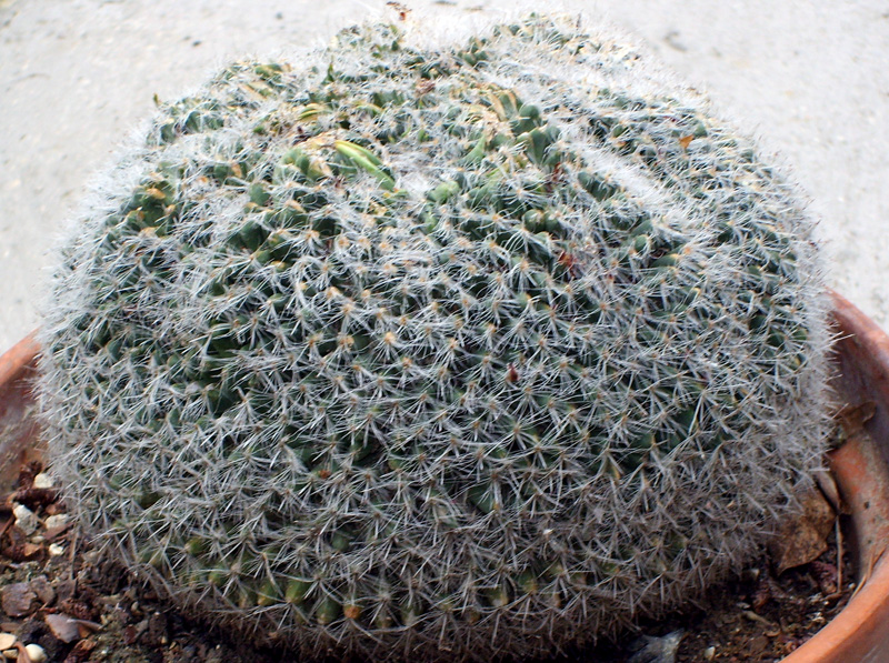 Mammillaria hahniana 