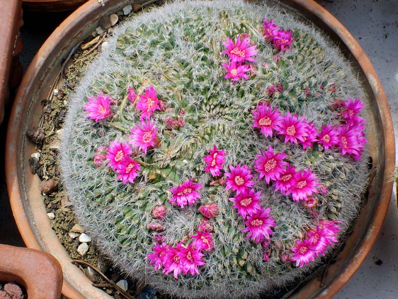 Mammillaria hahniana 