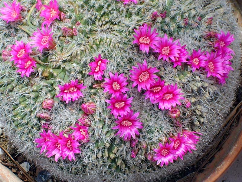 Mammillaria hahniana 