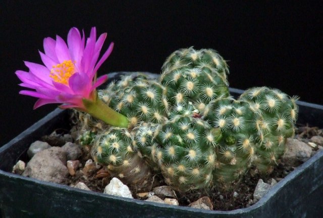 Mammillaria saboae ssp. haudeana 