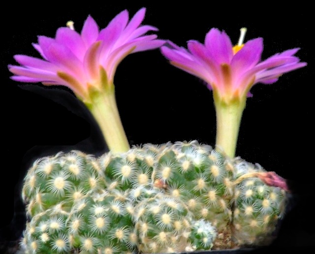 Mammillaria haudeana 