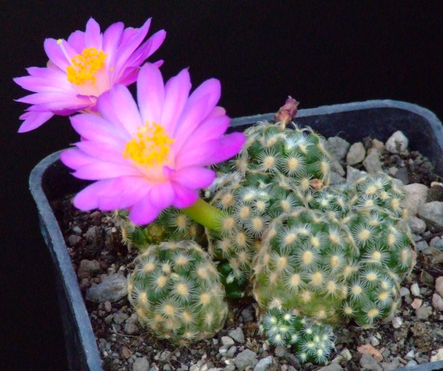 Mammillaria haudeana 