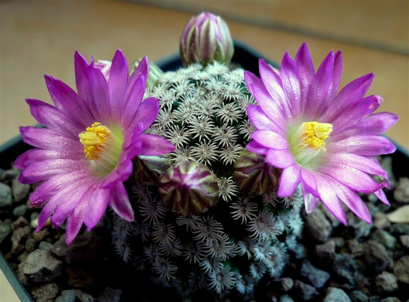 Mammillaria hernandezii 