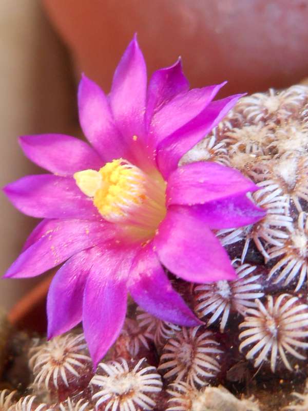 Mammillaria hernandezii 