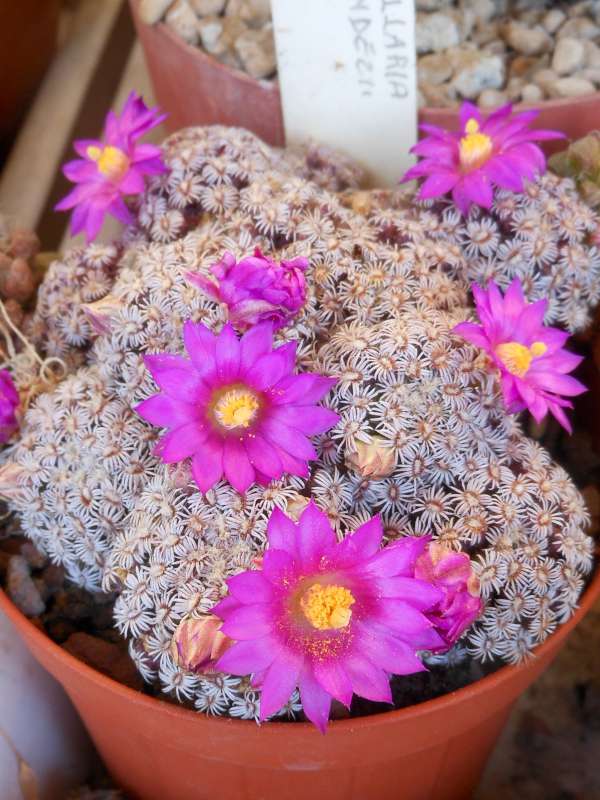 Mammillaria hernandezii 