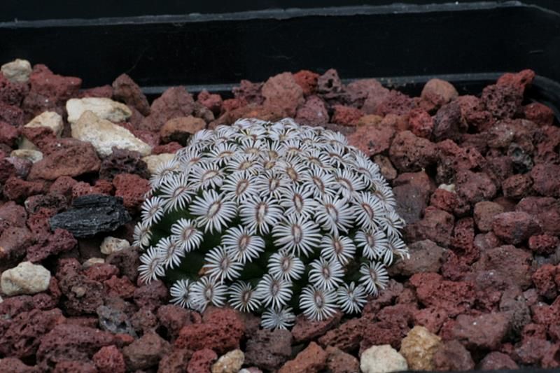 Mammillaria hernandezii 