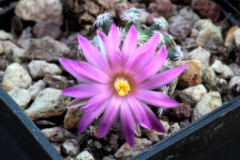 Mammillaria hernandezii MG 686.8