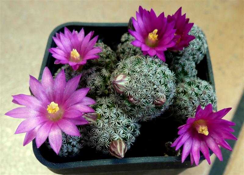 Mammillaria hernandezii 