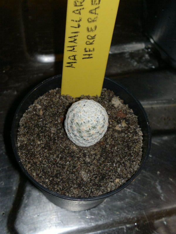 Mammillaria herrerae 