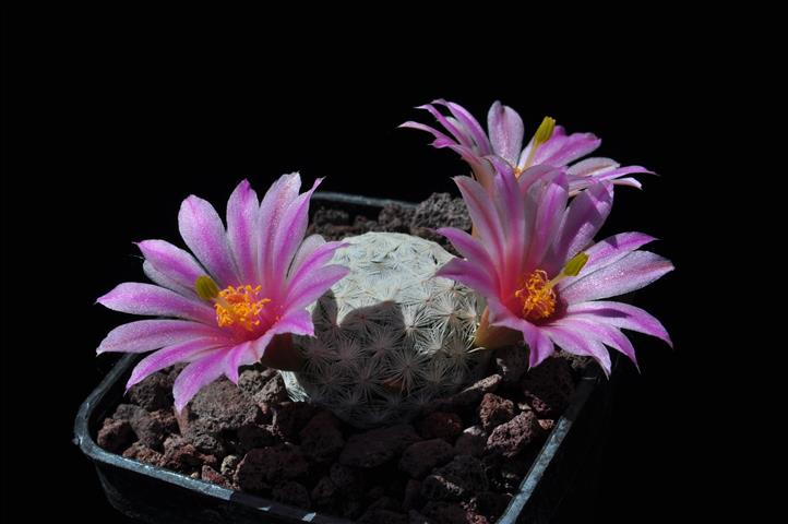 Mammillaria herrerae 