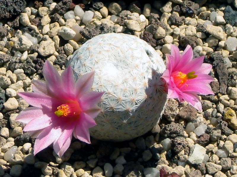 Mammillaria herrerae 