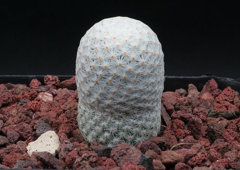 Mammillaria herrerae v. albiflora 