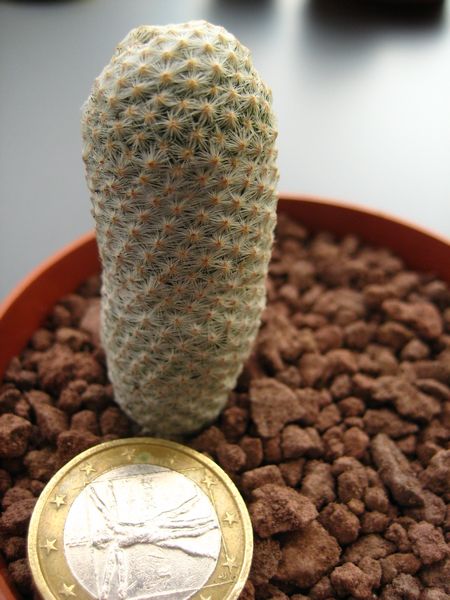 Mammillaria albiflora 