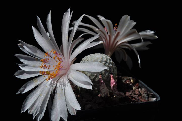 Mammillaria herrerae v. albiflora 