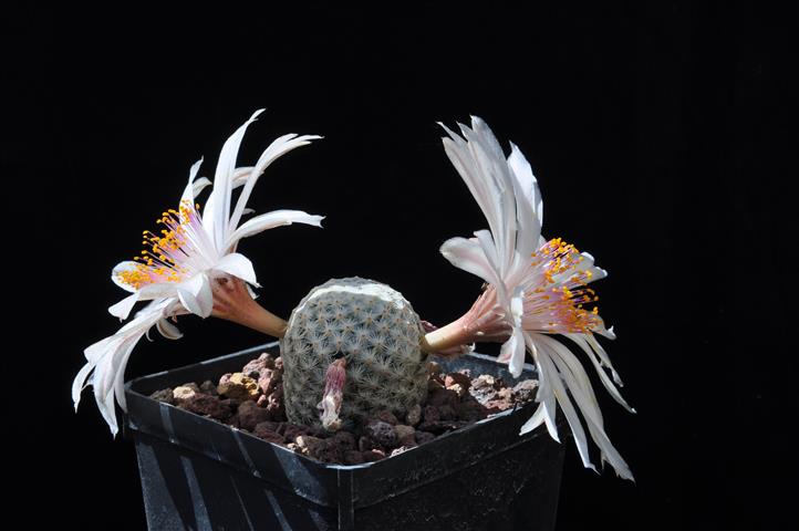 Mammillaria herrerae v. albiflora 
