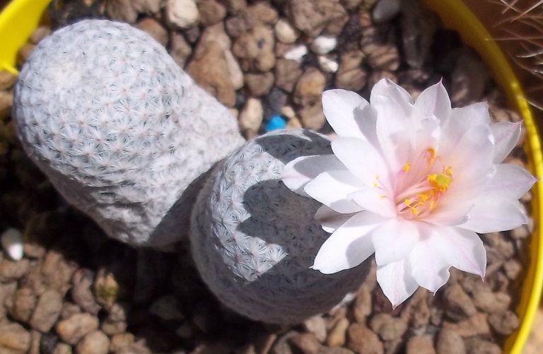 Mammillaria albiflora 