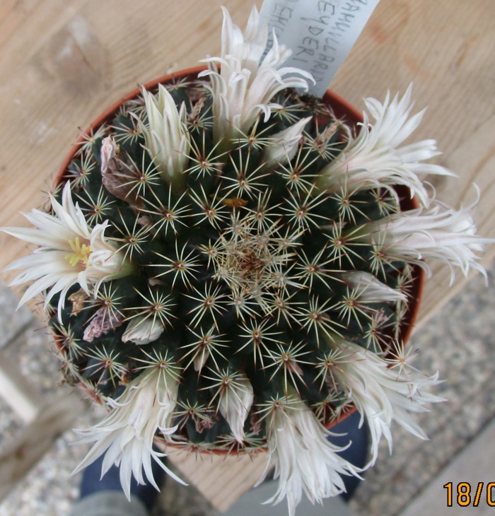 Mammillaria heyderi ssp. hemisphaerica 