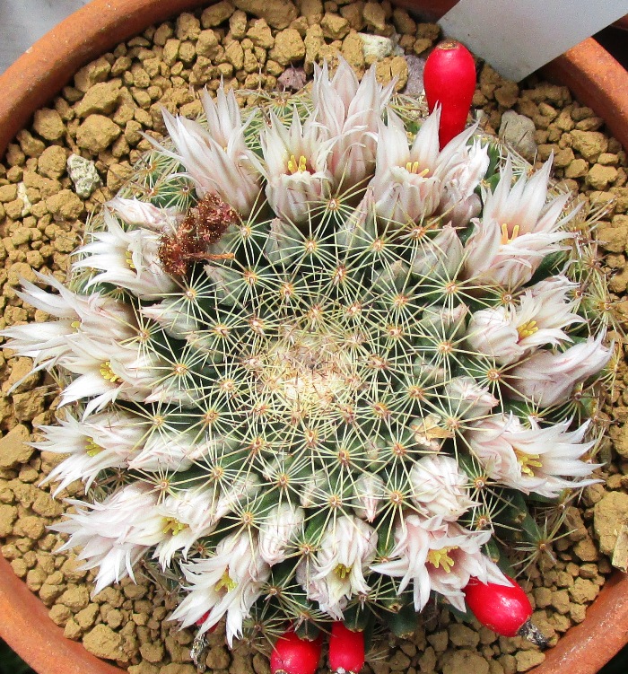 Mammillaria heyderi ssp. hemisphaerica 