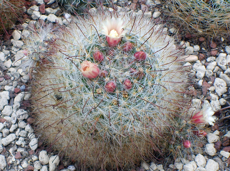 Mammillaria hirsuta v. grandis 