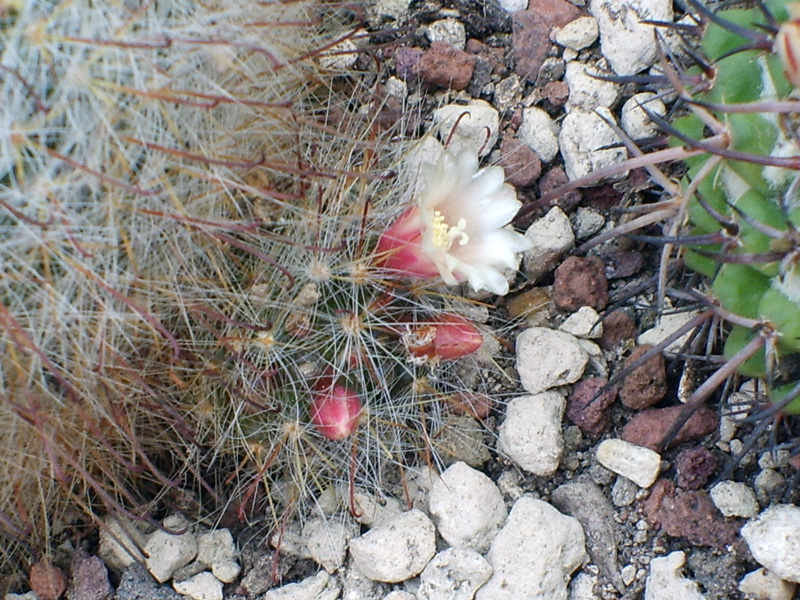 Mammillaria hirsuta v. grandis 