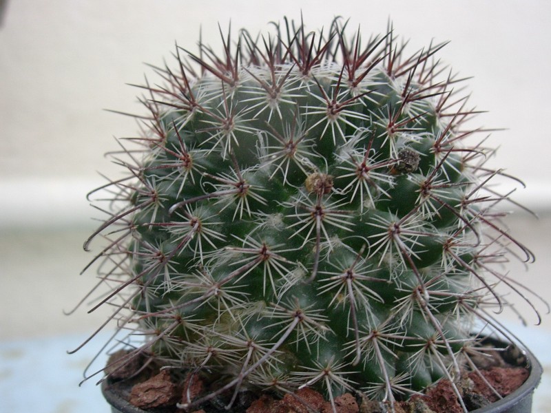 Mammillaria hubertmulleri 