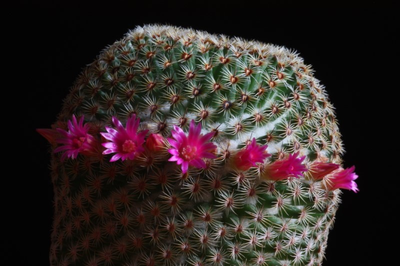 Mammillaria huitzilopochtli 