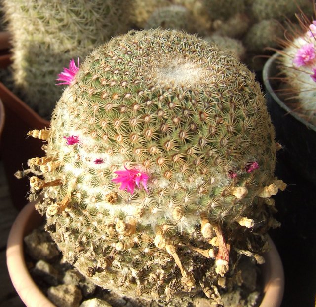 Mammillaria huitzilopochtli 