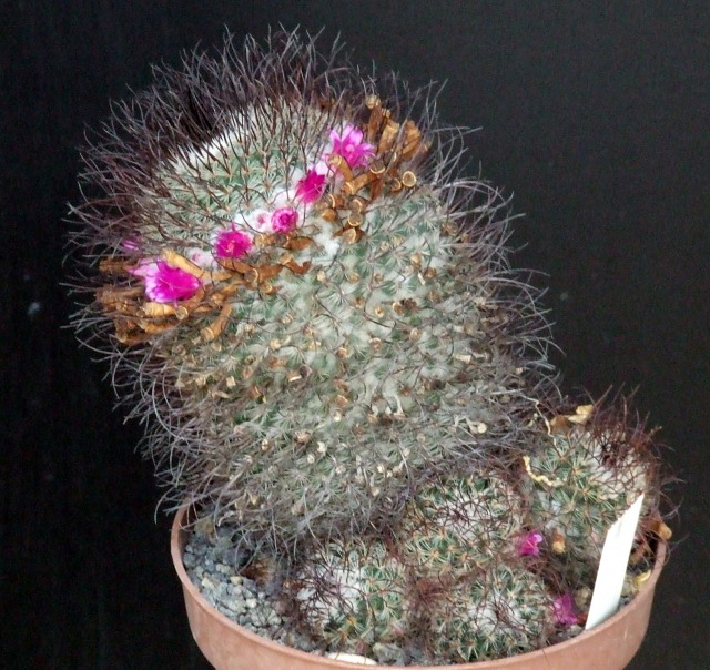 Mammillaria huitzilopochtli v. niduliformis 