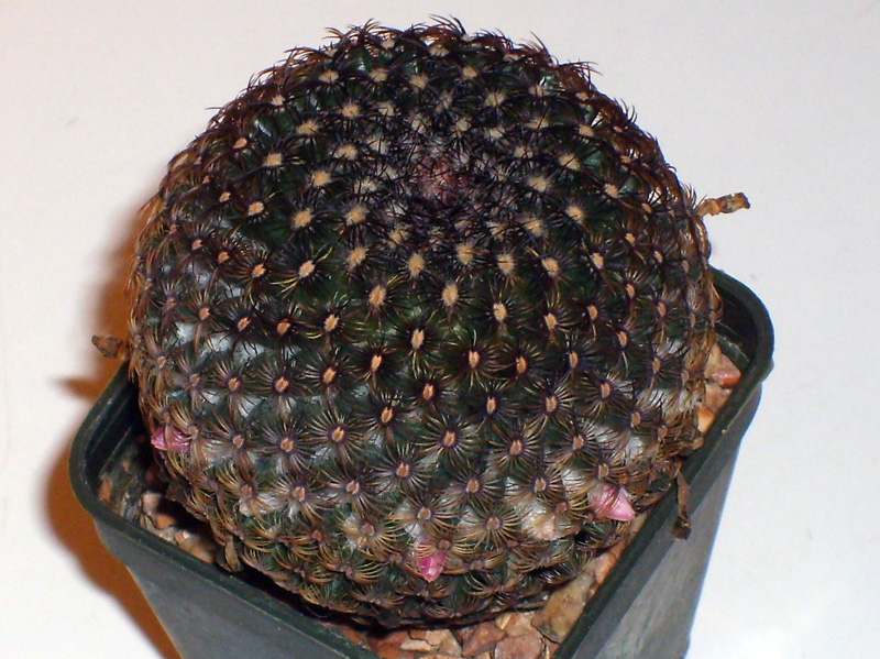 Mammillaria huitzilopochtli 