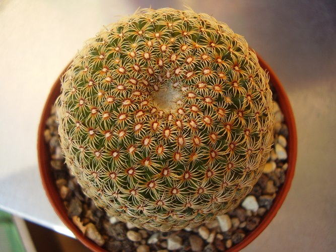 Mammillaria huitzilopochtli 