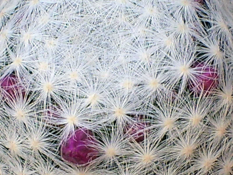 Mammillaria humboldtii 