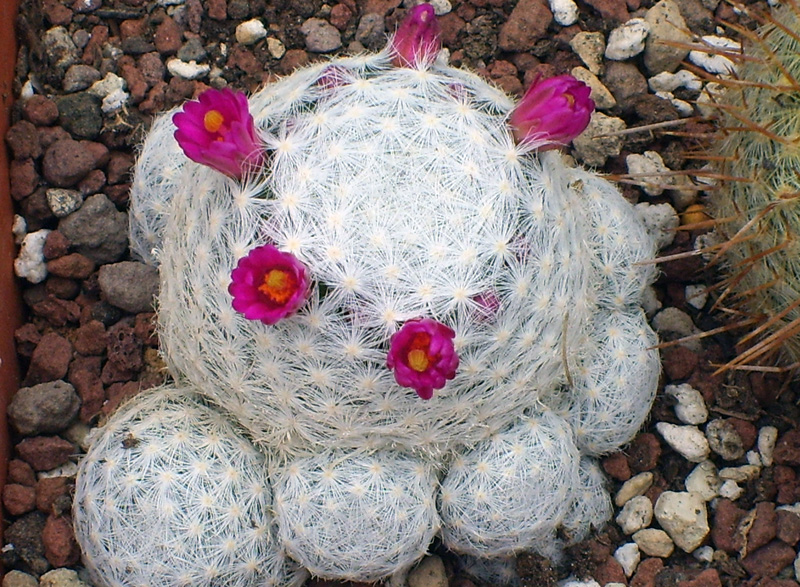 Mammillaria humboldtii 