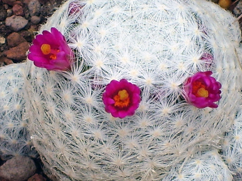 Mammillaria humboldtii 