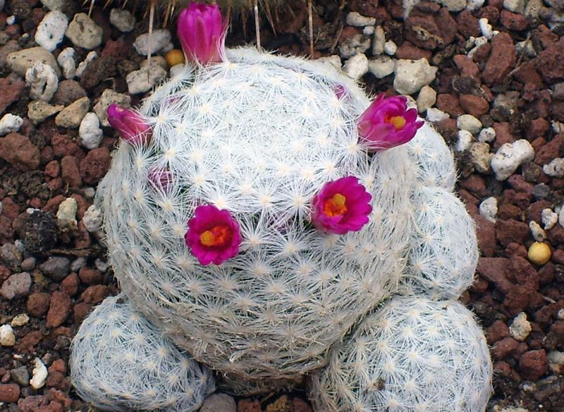 Mammillaria humboldtii 