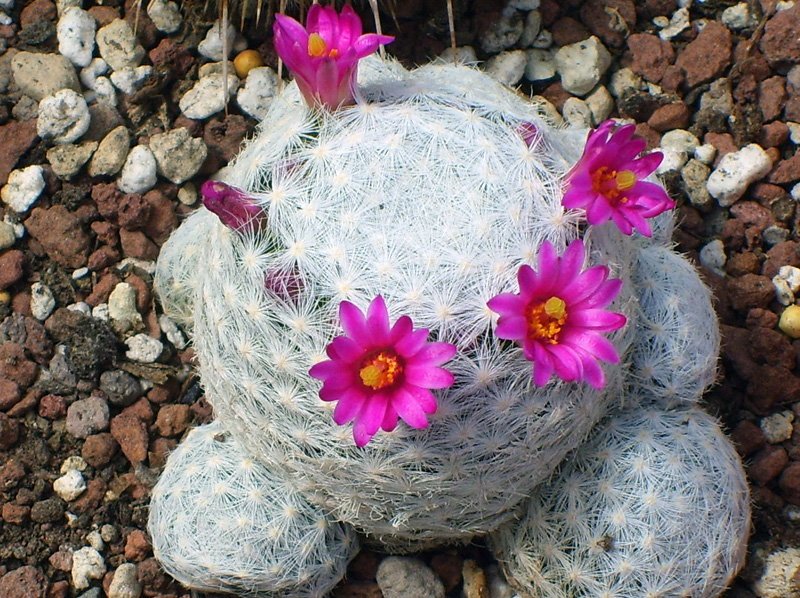 Mammillaria humboldtii 