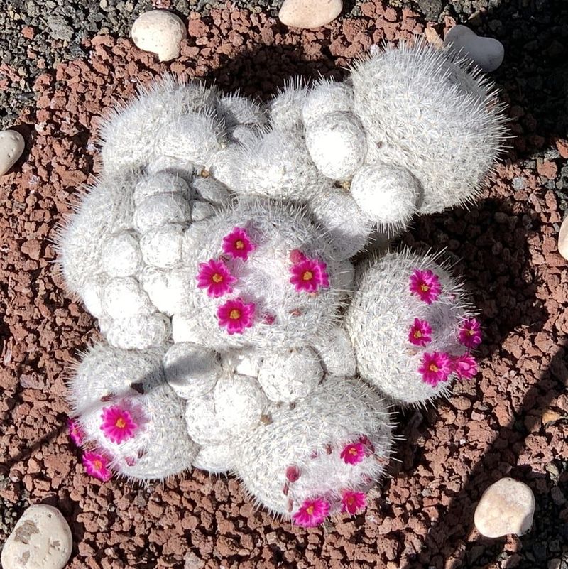 Mammillaria humboldtii 