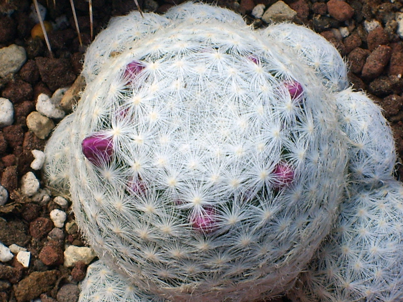 Mammillaria humboldtii 