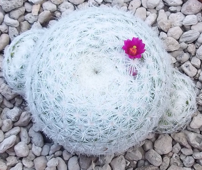 Mammillaria humboldtii 