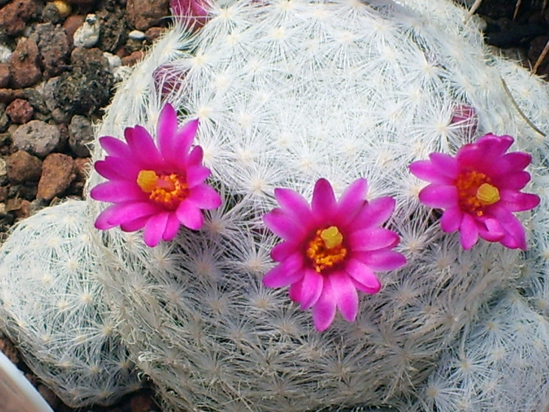 Mammillaria humboldtii 