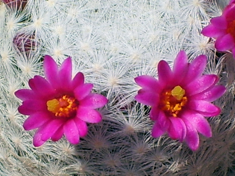 Mammillaria humboldtii 