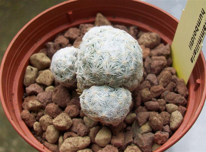 Mammillaria humboldtii 