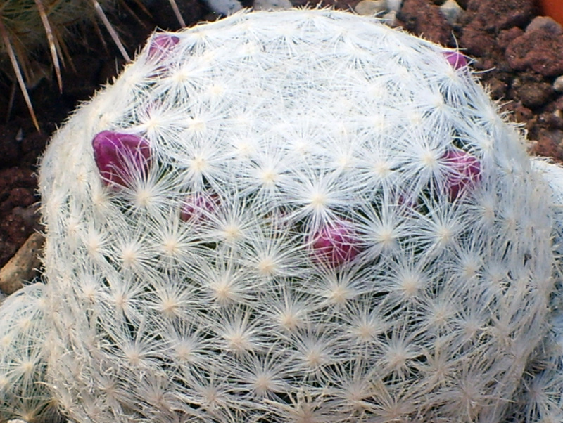 Mammillaria humboldtii 