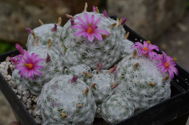 Mammillaria humboldtii v. caespitosa 