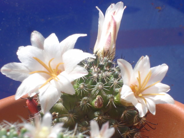 Mammillaria hutchisoniana ssp. louisae 