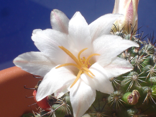 Mammillaria hutchinsoniana ssp louisae 