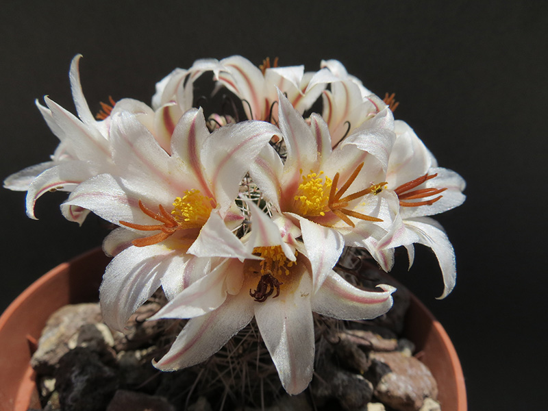 Mammillaria hutchisoniana ssp. louisae 