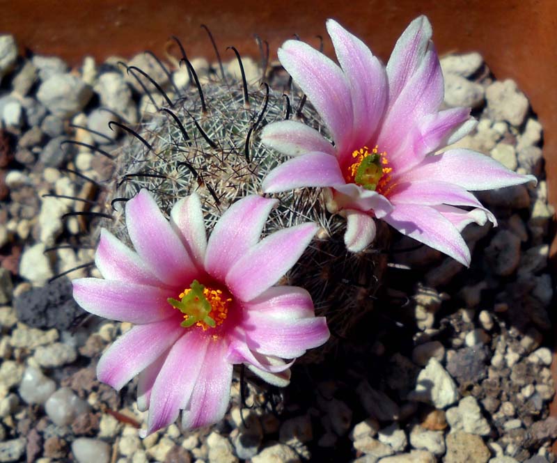 Mammillaria insularis 